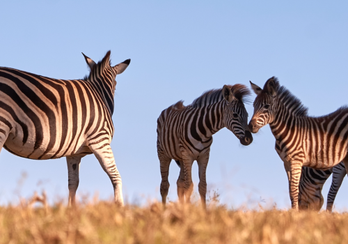 How to set yourself apart: Create your tribe