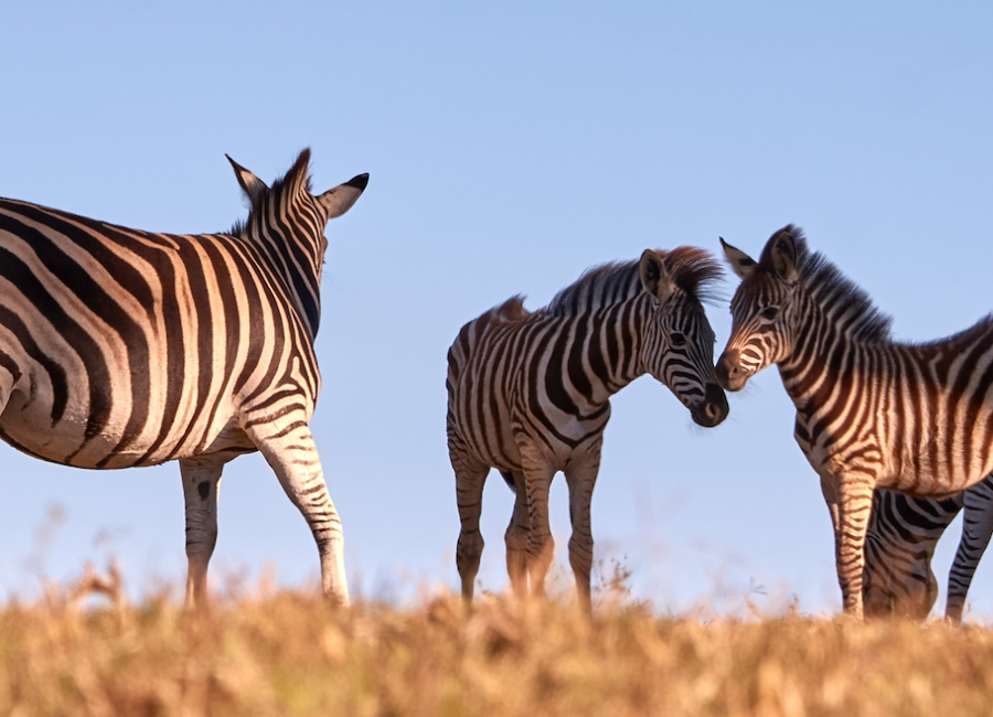How to set yourself apart: Create your tribe
